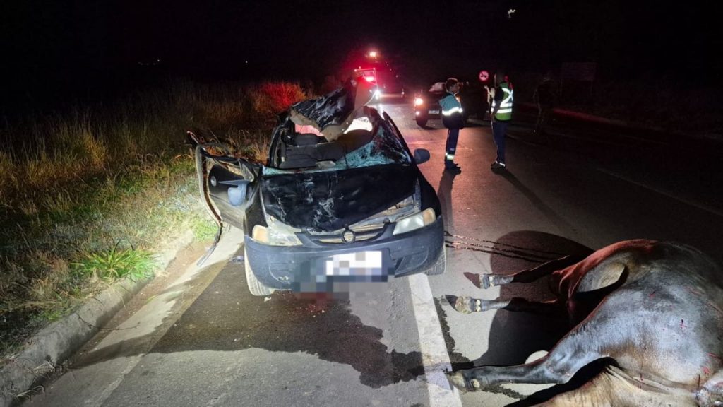 A vaca solta na pista causou o acidente