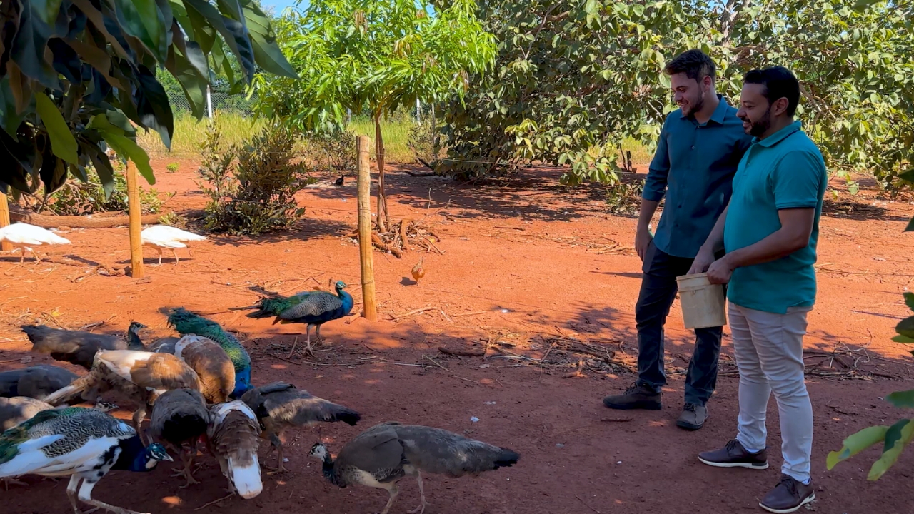 Emu Australiano chama atenção em criação de aves ornamentais no Triângulo Mineiro Emu Australiano chama atenção em criação de aves ornamentais no Triângulo Mineiro
