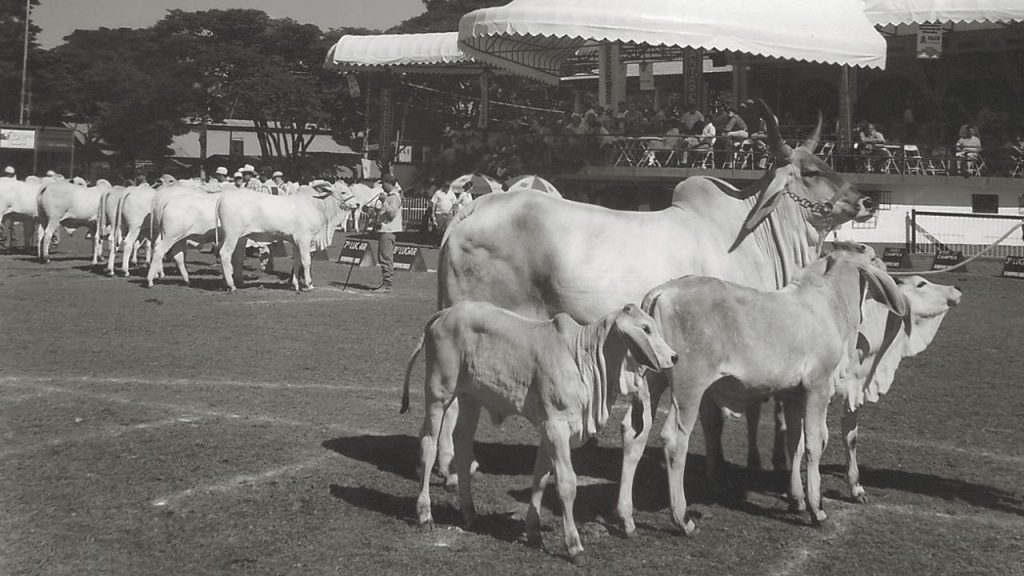 Animais na pista no Parque Fernando Costa