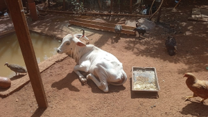 O bezerro furtado de uma fazenda de Uberaba foi encontrado em péssimas condições