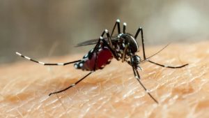 Casos de dengue sobem em Minas Gerais e Triângulo Mineiro