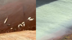 Peixes mortos no Córrego dos Bois, em Santa Vitória