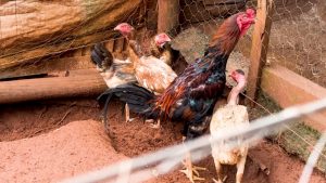 Gripe aviária em Minas Gerais