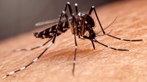 dengue
