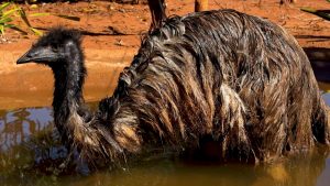 Emu Australiano