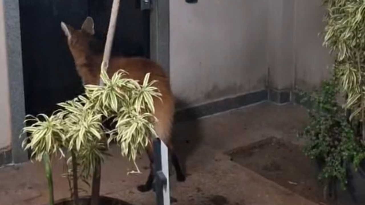 Lobo-guará invade condomínio e assusta moradores em Uberaba Lobo-guará invade condomínio e assusta moradores em Uberaba