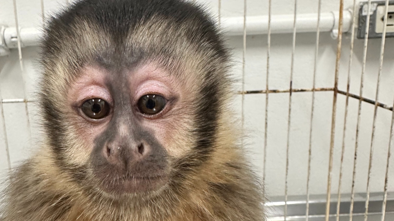Macaco apreendido em Uberlândia Macaco apreendido em Uberlândia