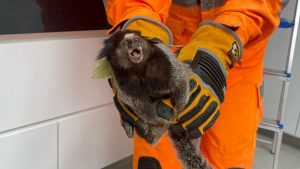 O macaco sagui foi capturado dentro de uma lavanderia