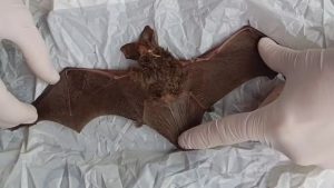 Morcego com raiva é encontrado no Bairro Novo Mundo; saiba mais sobre a doença