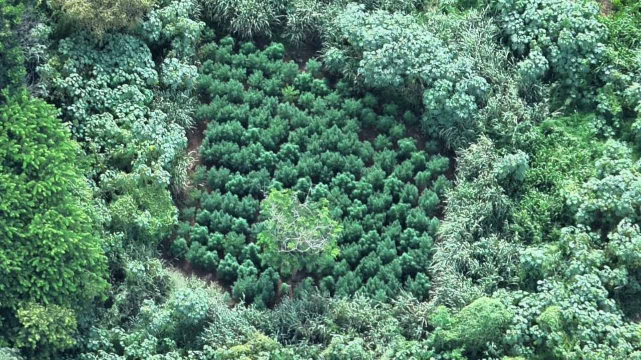pés de maconha