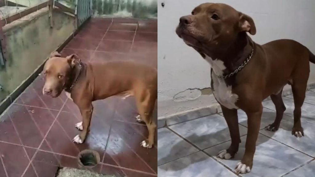 O pitbull foi morto com duas facadas