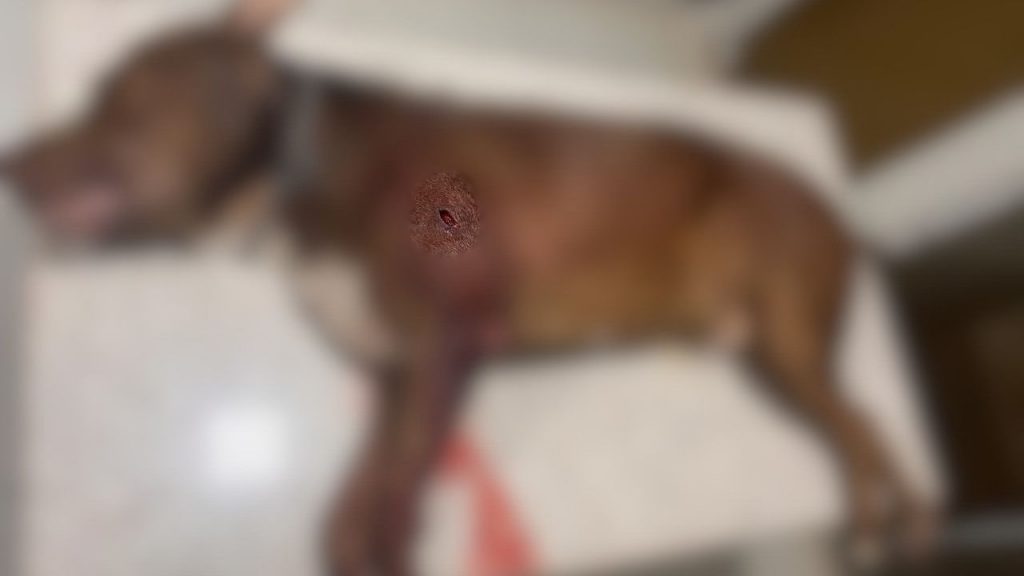 A agressão fatal aconteceu durante uma discussão entre padrastro e enteado