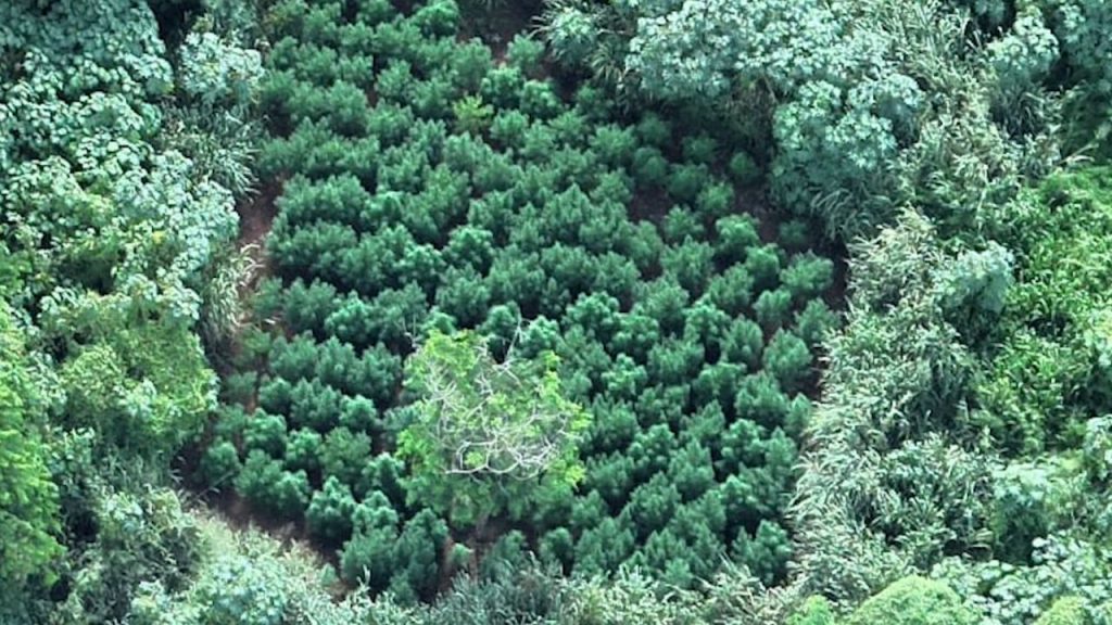 A PM acredita que a plantação de maconha exista há pelo menos um ano