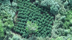 A PM acredita que a plantação de maconha exista há pelo menos um ano