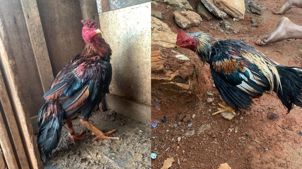 As aves estavam exaustas e com muitos ferimentos após participarem de rinhas de galos