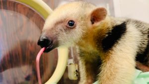 Conheça o ‘Koda’, tamanduá-mirim resgatado em Uberlândia