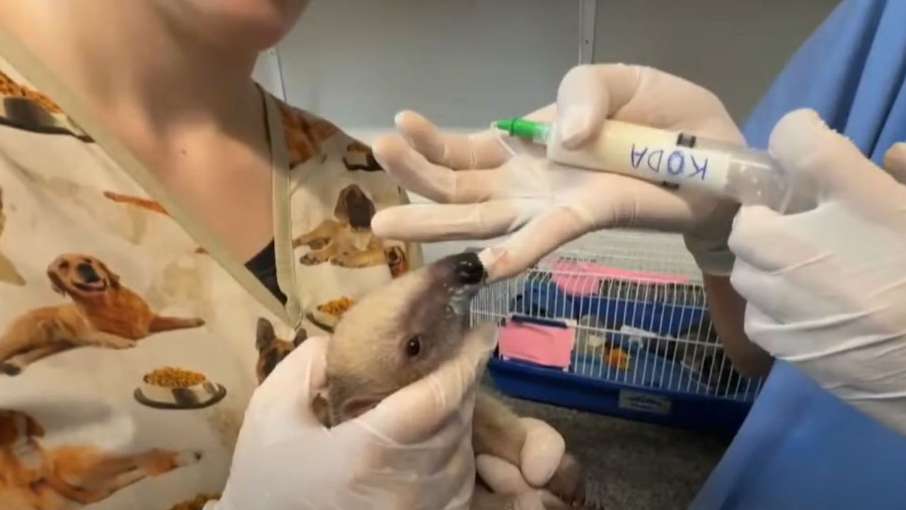 Conheça o 'Koda', tamanduá-mirim resgatado em Uberlândia