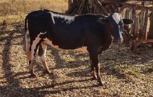DNA de cavalo livra fazendeiro de acusação de furto em caso inusitado no interior de Minas