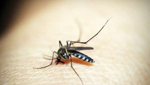 Mosquito da dengue na pele