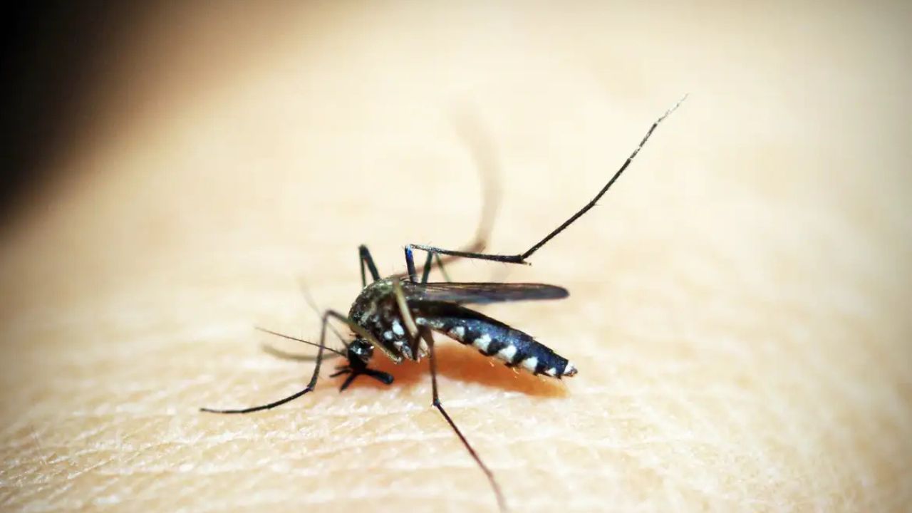 Aedes aegypti, mosquito transmissor da dengue, chikungunya e zika