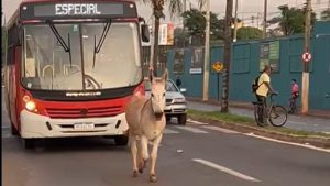 jeguem em Patos de Minas