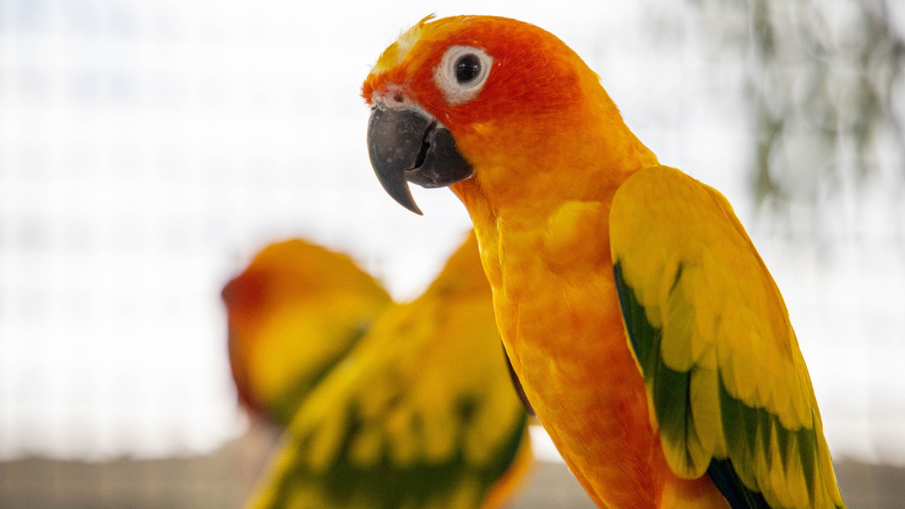 Agapórnis é um gênero de ave Psittaculidae que possui nove espécies - Crédito: Freepik