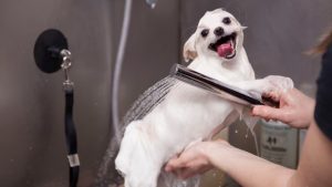 Animais