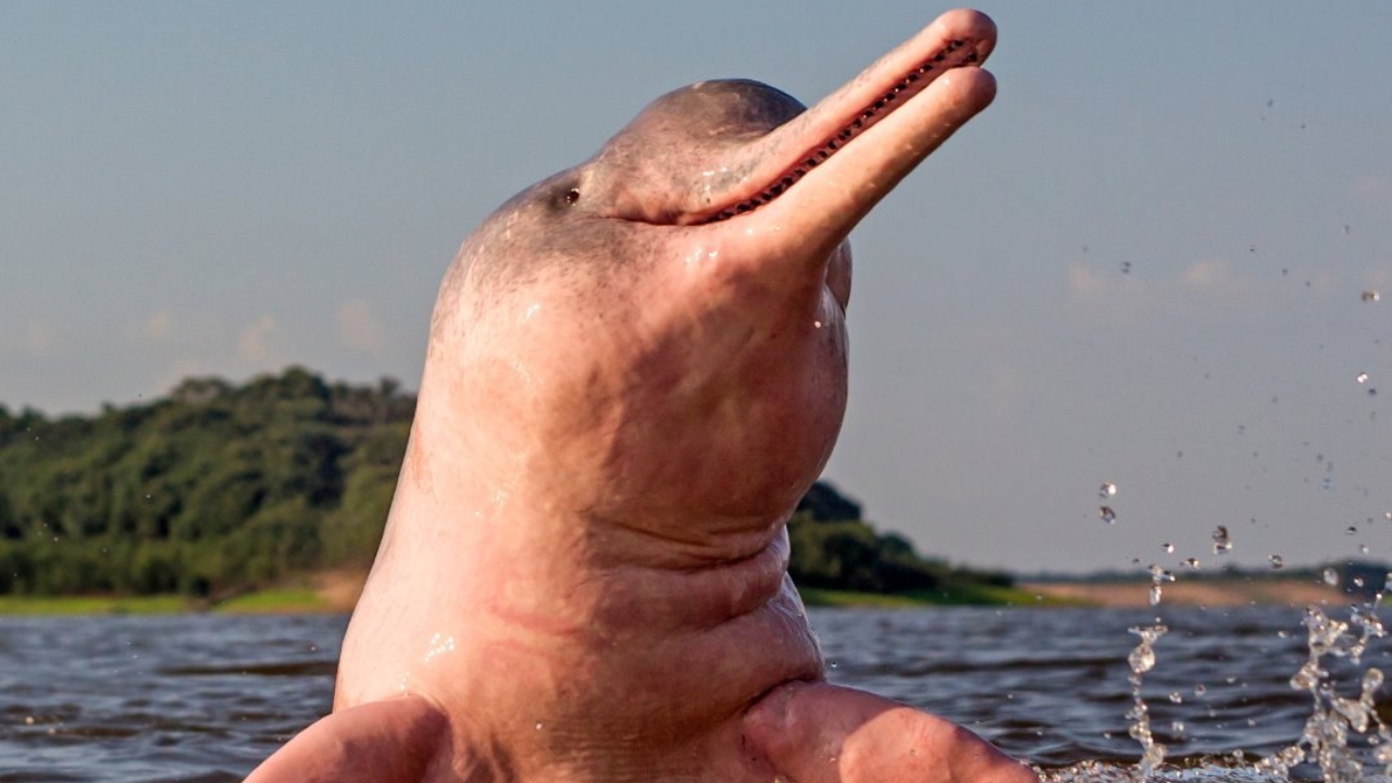 Boto-Cor-de-Rosa