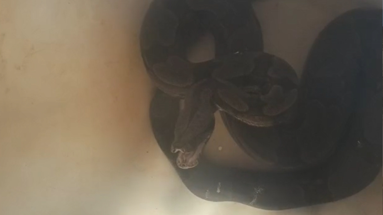 Uma das jiboias capturadas em Araxá, medindo aproximadamente 1,5 metros