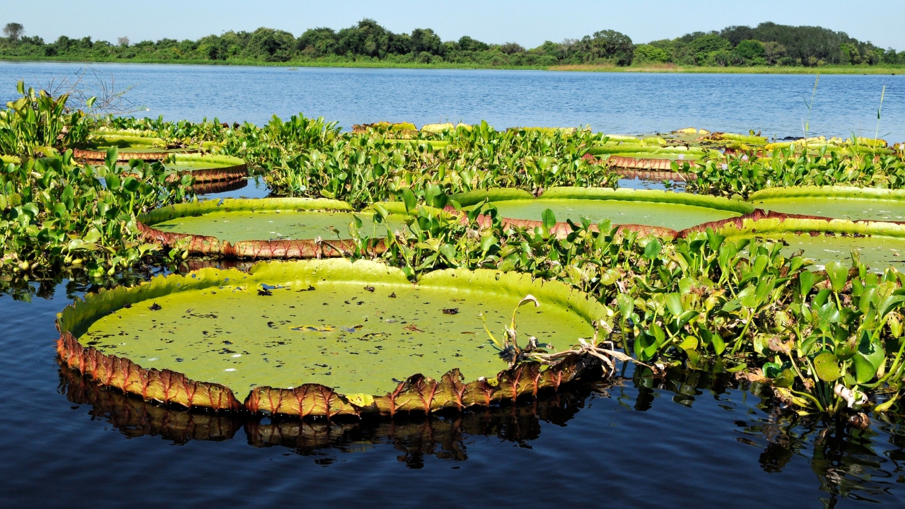 Pantanal