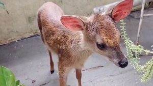Militares acreditam que a mãe do veado catingueiro tenha sido vítima de caçadores. - Crédito: Reprodução Polícia do Meio Ambiente