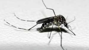 Chikungunya em Uberaba: 1ª morte em MG acende alerta no Triângulo