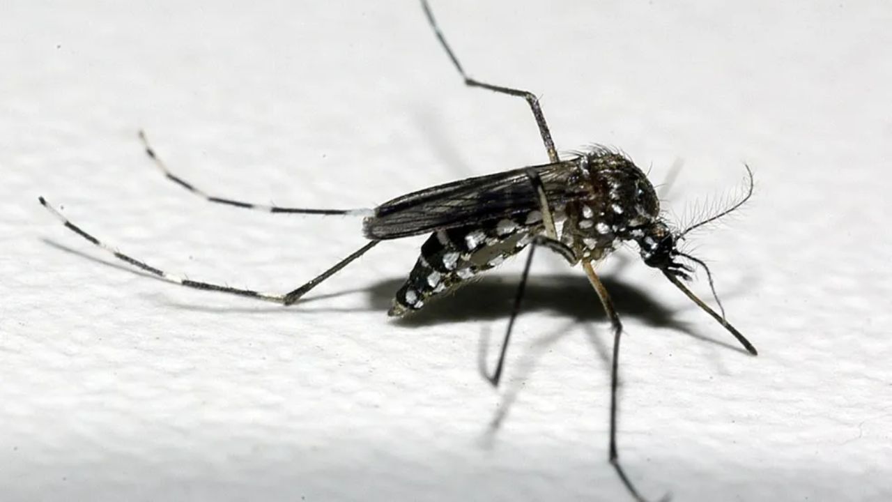 Mais da metade dos casos de chikungunya em Minas Gerais são de Uberlândia Mais da metade dos casos de chikungunya em Minas Gerais são de Uberlândia