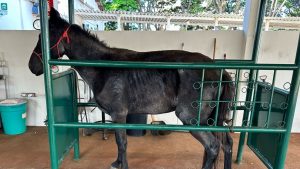 cavalo