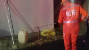 A jiboia foi resgatada com segurança e devolvida ao seu habitat natural. Crédito: Corpo de Bombeiros de Araxá