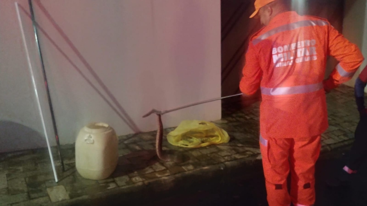 A jiboia foi resgatada com segurança e devolvida ao seu habitat natural. Crédito: Corpo de Bombeiros de Araxá