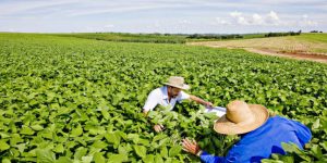 agroecologia