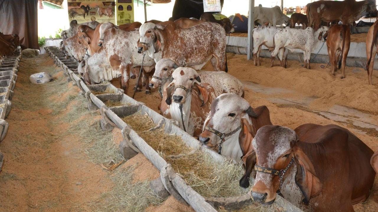 Animais do pavilhão de exposições no Camaru Animais do pavilhão de exposições no Camaru