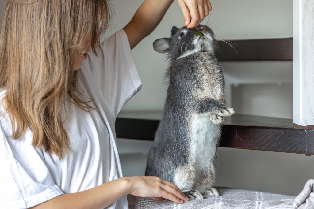 Chincila