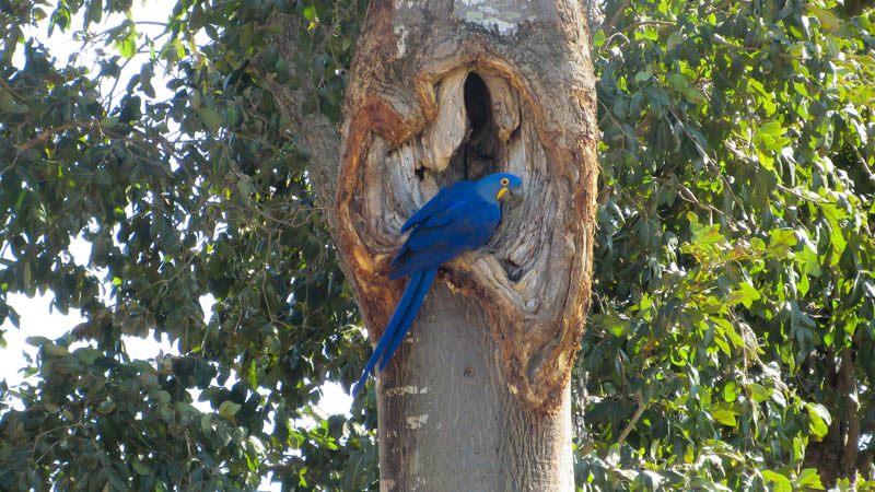 Arara Azul