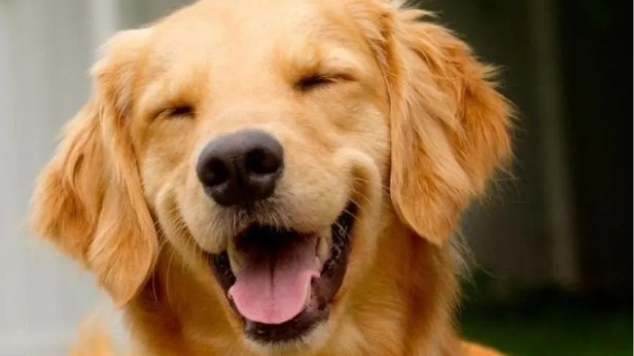 lei-joca-transporte-animais Joca foi um cão que morreu após ser transportado em um avão