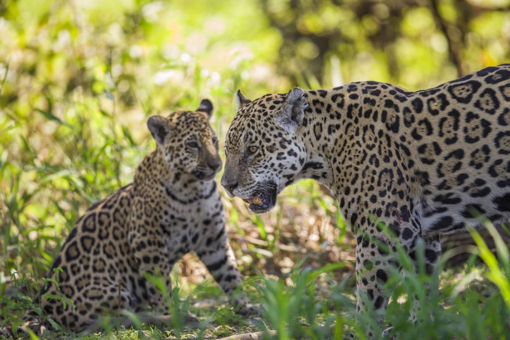 A vida selvagem no Brasil: conheça os animais silvestres mais ...
