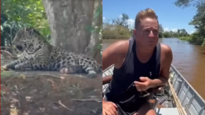Cantor Leonardo observa onça-pintada repousando sob a sombra de uma árvore, às margens de um rio no Pantanal.
