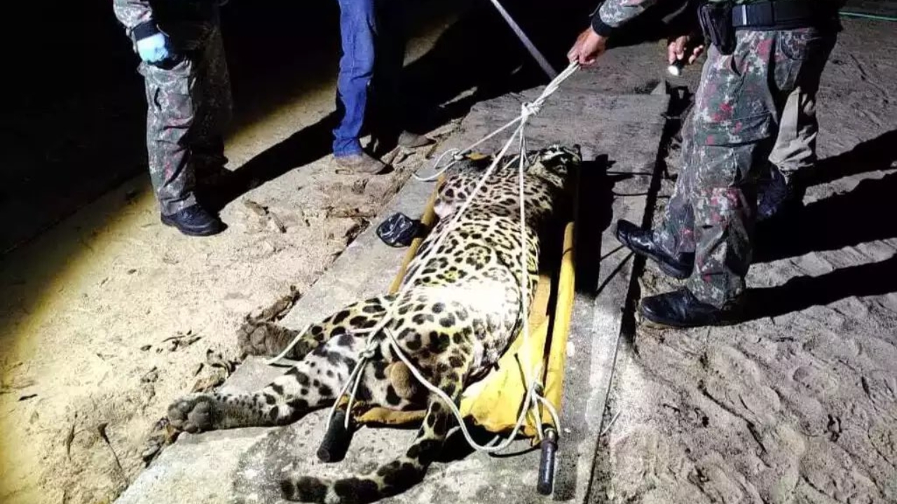 Crédito: A onça foi capturada após ter matado um homem de 60 anos para se alimentar