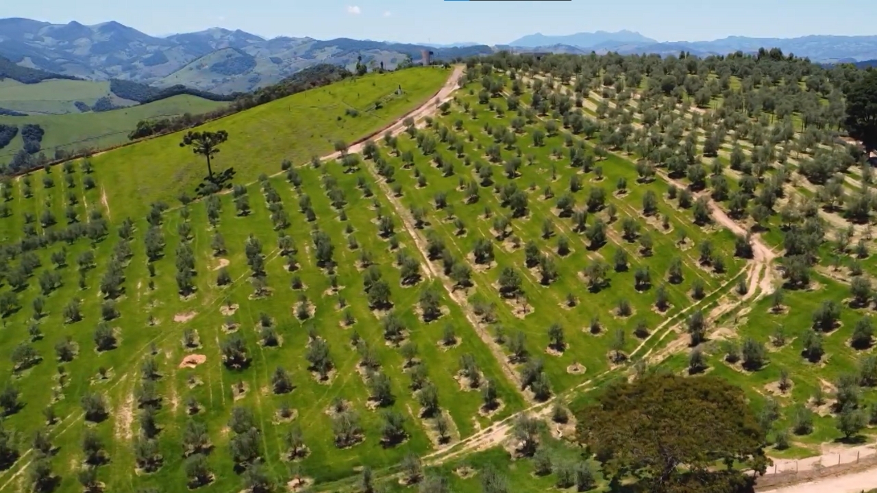 A cidade de Maria da Fé, localizada no sul de Minas Gerais, foi responsável pela produção do único azeite brasileiro incluído na lista dos melhores do mundo