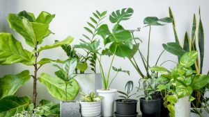 Plantas; árvores; dentro de casa