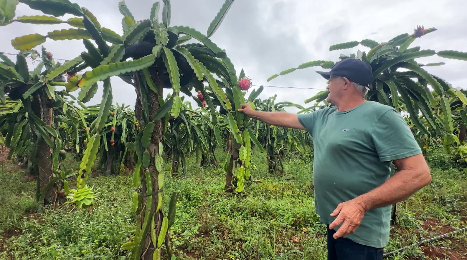 O produtor local em Uberaba exibe com orgulho a pitaya, fruta exótica que virou o foco de seu negócio inovador no agro