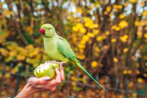 Agapórnis é um gênero de ave Psittaculidae que possui nove espécies.