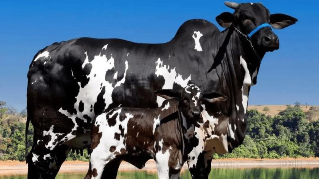 Vaca da raça Nelore Pintada custa R$ 15,2 milhões. Crédito: Divulgação/Programa Leilões Vaca da raça Nelore Pintada custa R$ 15,2 milhões. Crédito: Divulgação/Programa Leilões
