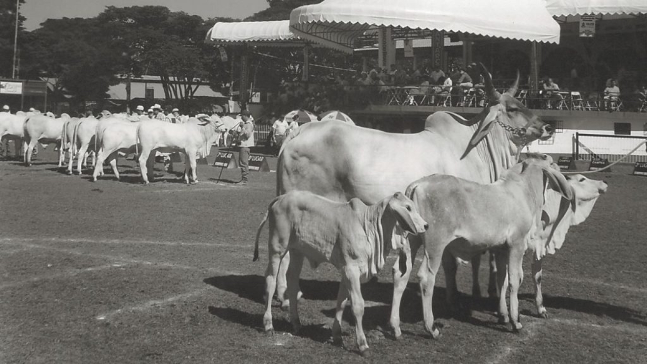 Animais na pista no Parque Fernando Costa – Crédito: Divulgação ABCZ